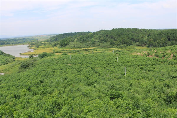 龍腦基地