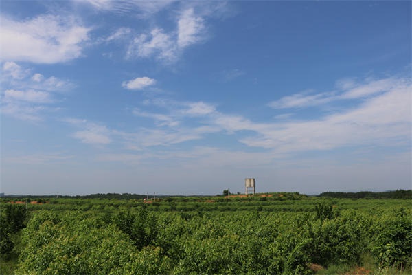 龍腦基地